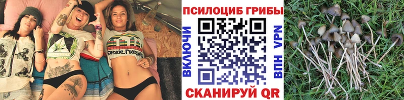Псилоцибиновые грибы Psilocybine cubensis  кракен как зайти  Разумное 